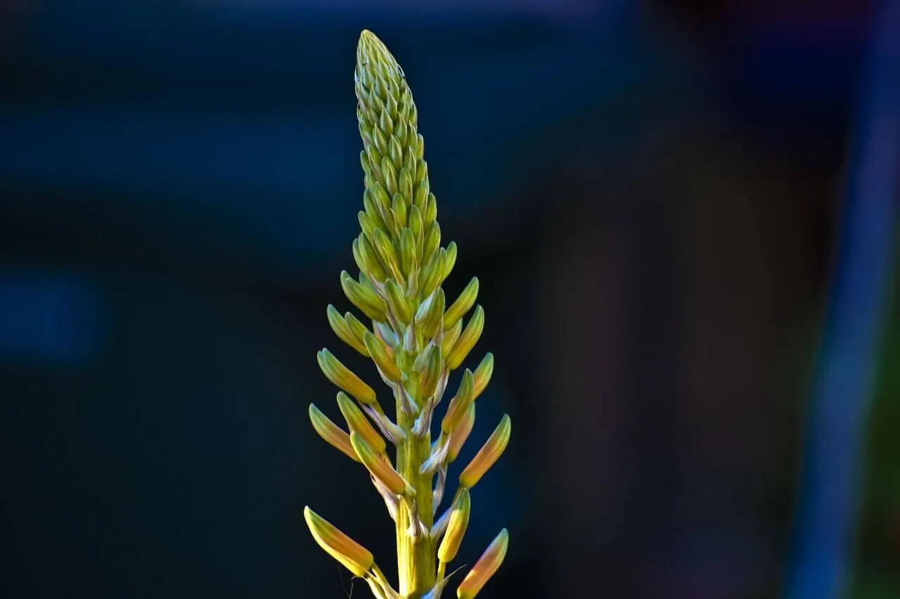 Aloe Vera Çiçek Açar mı?